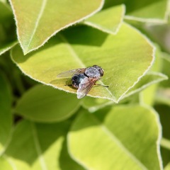 Calliphora dubia
