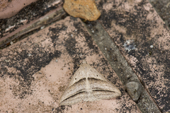 Blasticorhinus bifasciata