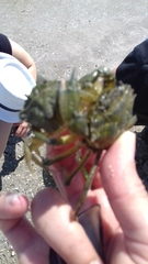 Liocarcinus marmoreus