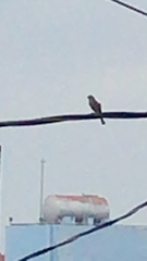 Aves