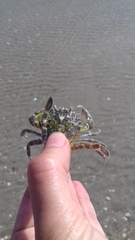 Liocarcinus marmoreus