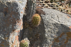 Haageocereus acranthus