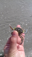 Liocarcinus marmoreus