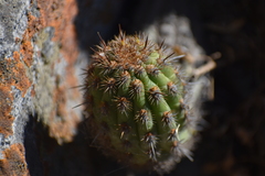 Haageocereus acranthus