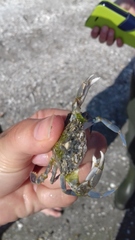 Liocarcinus marmoreus