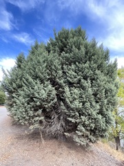 Cupressus guadalupensis