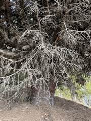 Cupressus guadalupensis