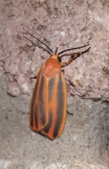 Hypoprepia miniata