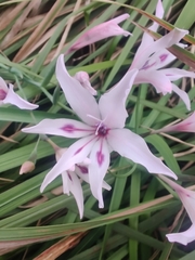 Gladiolus carneus