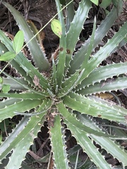 Hechtia glomerata