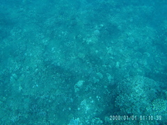 Aulostomus chinensis