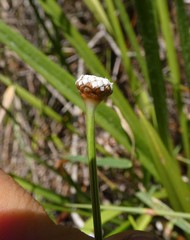 Eriocaulon australe