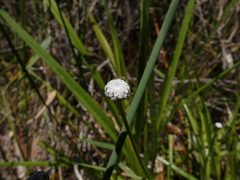 Eriocaulon australe