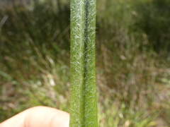 Eriocaulon australe