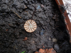 Marasmius spegazzinii