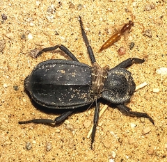 Stenomorpha confluens