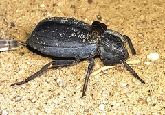 Stenomorpha confluens