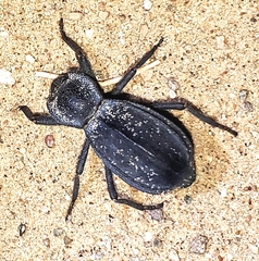 Stenomorpha confluens