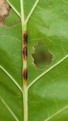 Polystepha americana