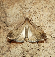 Tathorhynchus exsiccata