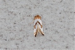 Schinia chryselloides