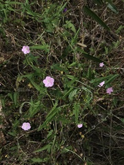 Convolvulus erubescens