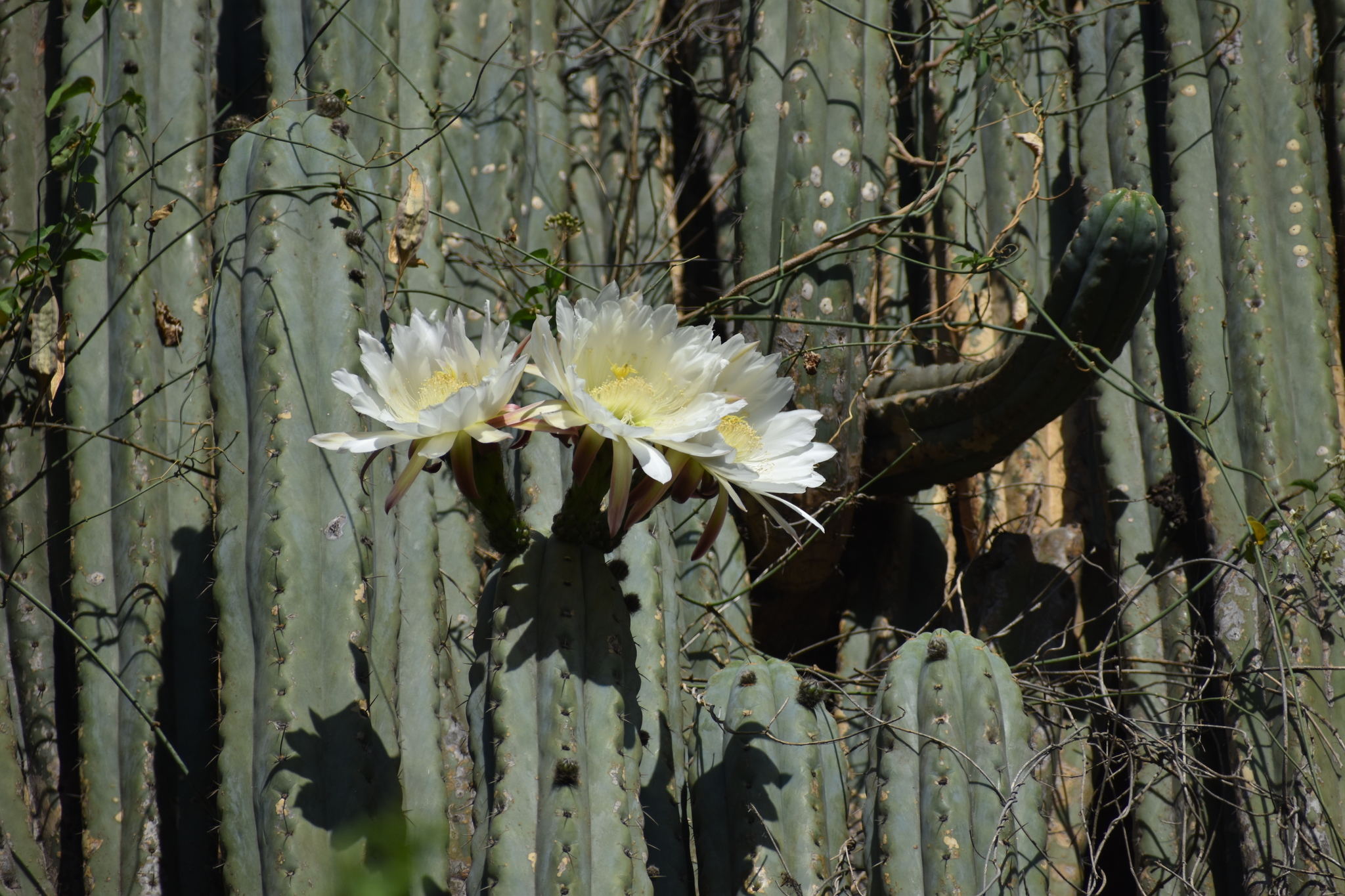 Sacred Column Cactus (Trichocereus macrogonus)  iNaturalist