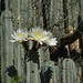 Sacred Column Cactus - Photo (c) Brandon Ortiz Arenas, some rights reserved (CC BY-NC), uploaded by Brandon Ortiz Arenas