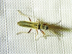 Paromius longulus