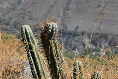 Trichocereus macrogonus peruvianus
