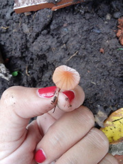 Marasmius spegazzinii