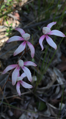 Caladenia clarkiae