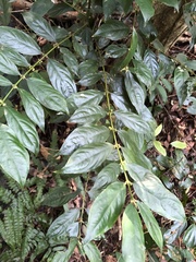 Lasianthus micranthus