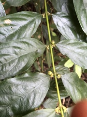 Lasianthus micranthus