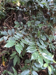 Lasianthus micranthus