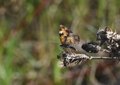 Phyciodes phaon phaon