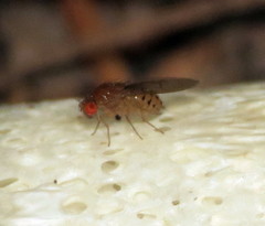 Drosophila quinaria