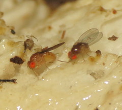 Drosophila quinaria