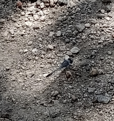 Diplacodes trivialis