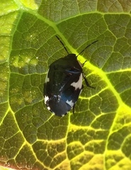 Tritomegas sexmaculatus