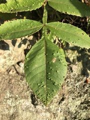 Rhus javanica