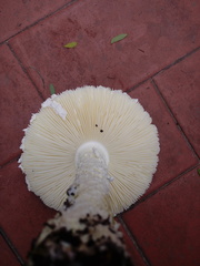 Amanita foetens
