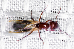 Camponotus sayi
