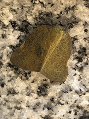 Ricania sublimata