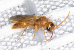 Sphaeropthalma difficilis