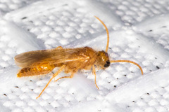 Sphaeropthalma difficilis