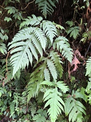 Tectaria griffithii