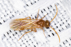 Sphaeropthalma difficilis