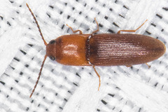 Anchastus bicolor