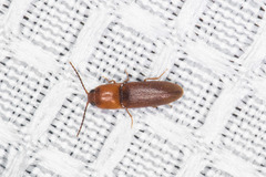 Anchastus bicolor